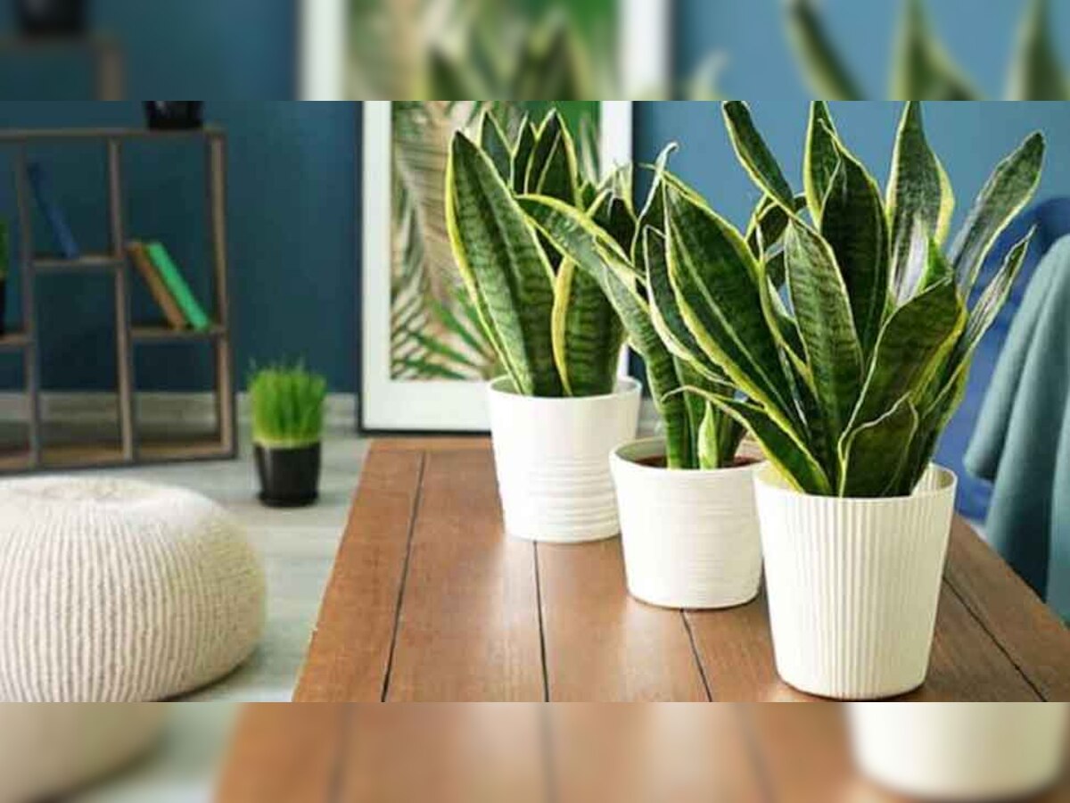 Indoor Plant Benefits: घर में रखिए कुछ खास तरह के पौधे और सेहतमंद रहिए, फायदे जानकर रह जाएंगे हैरान 