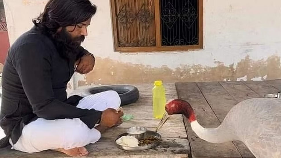 Arif and Saras: सारस से मिलने के बाद भावुक हुए आरिफ, कही ये बातें Arif and Saras: सारस से मिलने के बाद भावुक हुए आरिफ, कही ये बातें