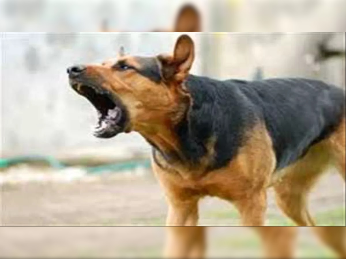 HC पहुंचा लावरिस कुत्तों की नसबंदी का मामला, इन 4 विभागों को जारी हुआ नोटिस