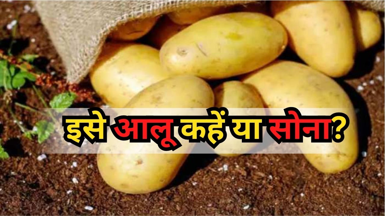 Most Expensive Potato in the World is la bonnotte know why most