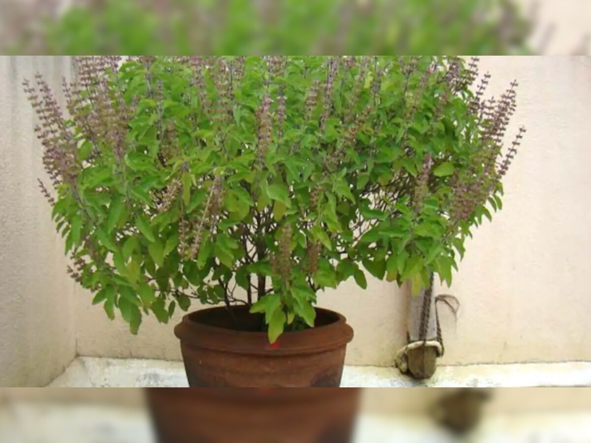 Tulsi Plant: तुलसी के पौधे के पास भूलकर भी न करें ये काम, वरना चली जाएंगी आई लक्ष्मी