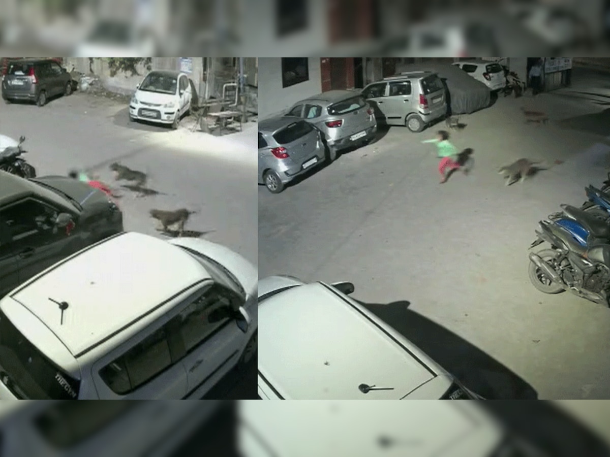 Dog Attack: दिल्ली के रोहिणी में फिर दिखा कुत्तों का आतंक, 6 साल की मासूम पर जानलेवा हमला, गार्ड ने बचाई जान