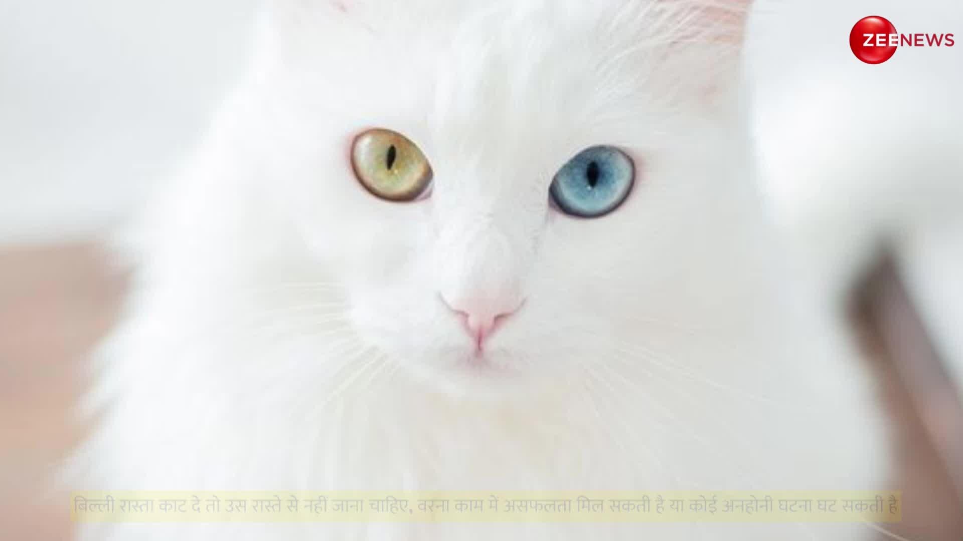 Stopping when a cat crosses your path is not just superstition know the