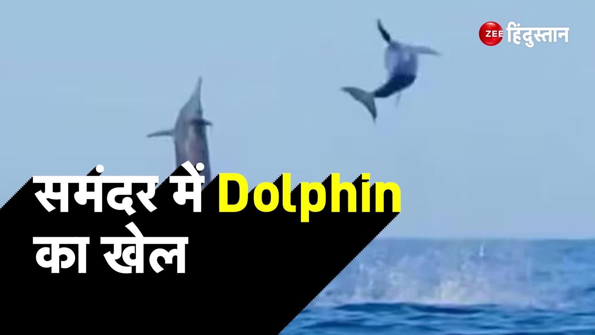 Dolphin acrobatics in the sea video goes viral समंदर में Dolphin की