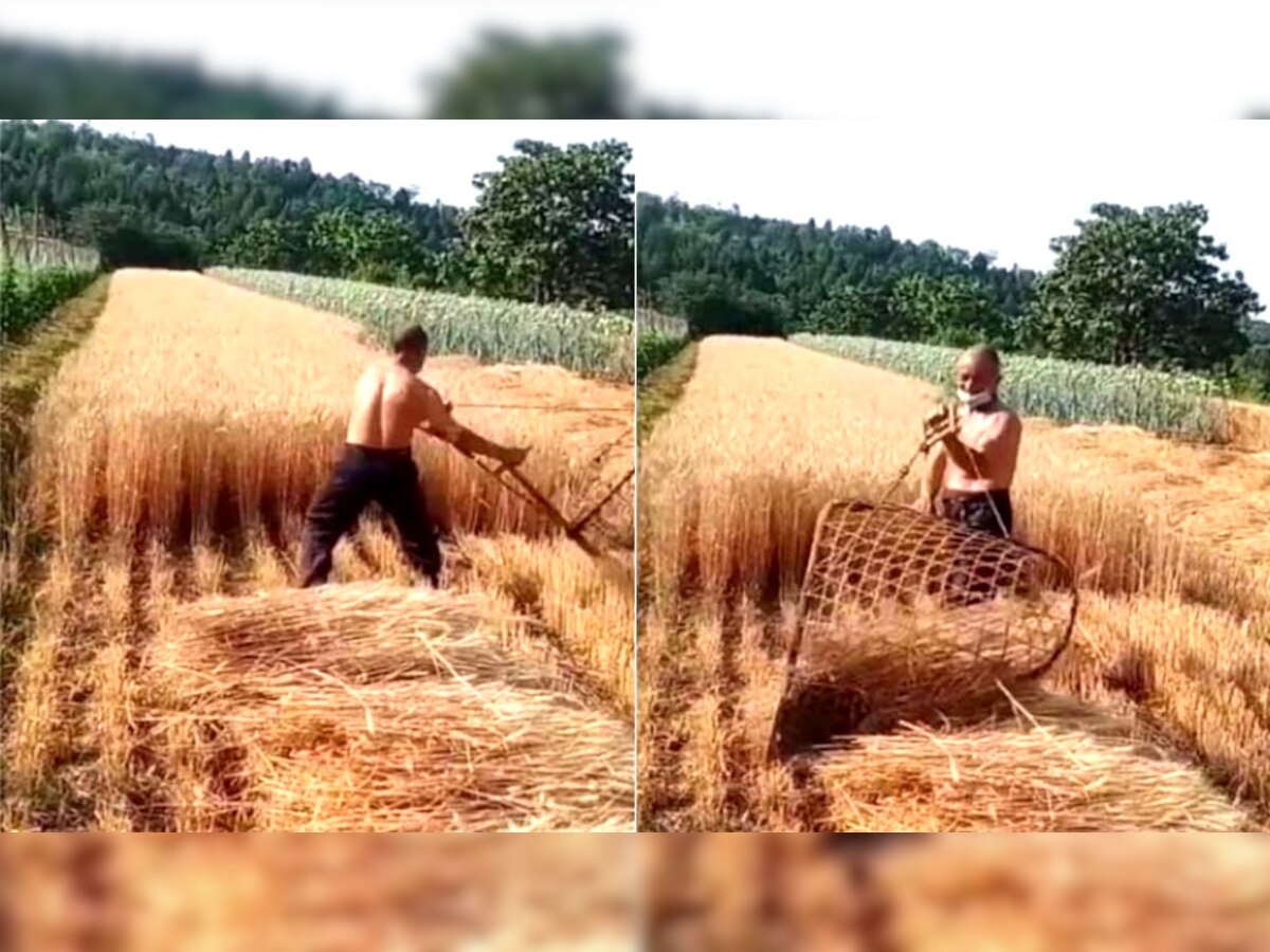 VIDEO: गेहूं कटाई का दमदार देसी जुगाड़, बिना पैसे खत्म किए अकेले ही काट डालेंगे पूरा खेत