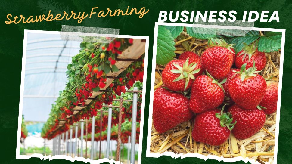 business plan for strawberry farm