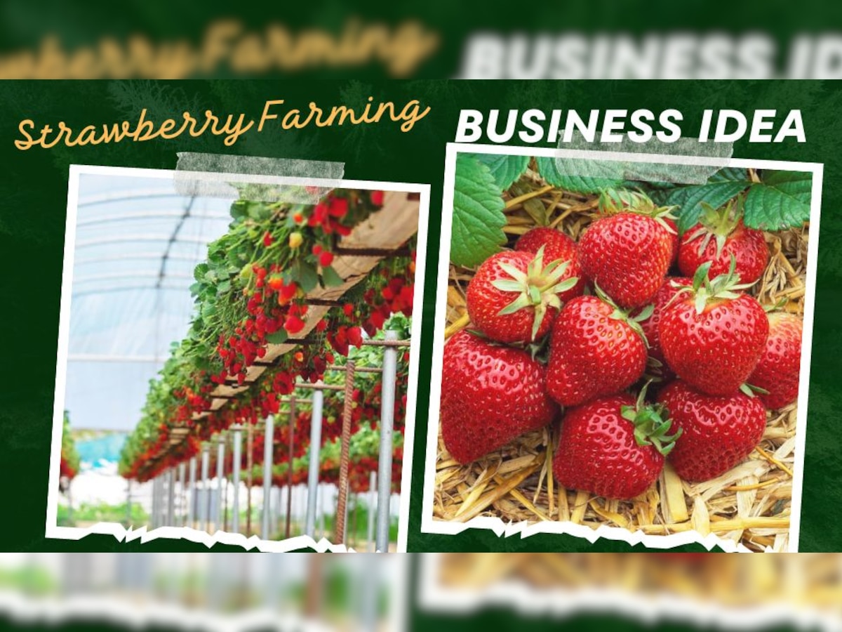 Strawberry Farming: अब स्ट्रॉबेरी की खेती से पाएं तगड़ा मुनाफा, किसानों को सरकार दे रही पूरी मदद