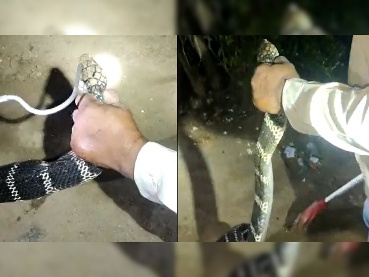 King Cobra Video: गुपचुप तरीके से गांव में घुसा 13 फीट लंबा किंग कोबरा, घरवालों की कांप गई रूह