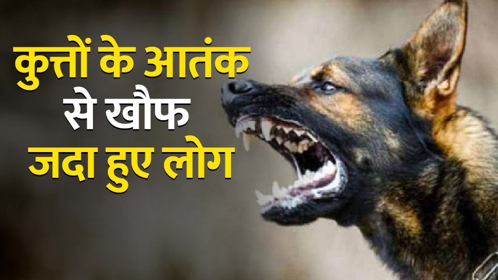 Dog Attack Terror Again In Delhi Rohini Area Dogs Attack 6 Year Old ...