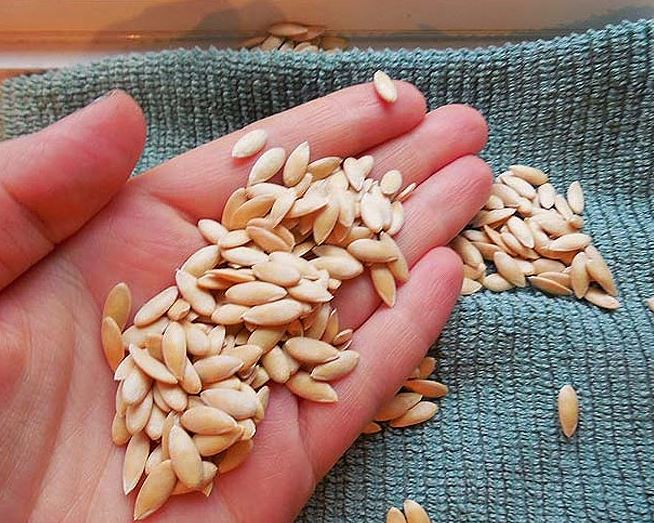 केवल खरबूजा ही नहीं इसके बीज भी होते हैं सेहत के लिए बेहद फायदेमंद, मोटापा कम करने में...-Not only cantaloupe, its seeds are also very beneficial for health, in reducing obesity...