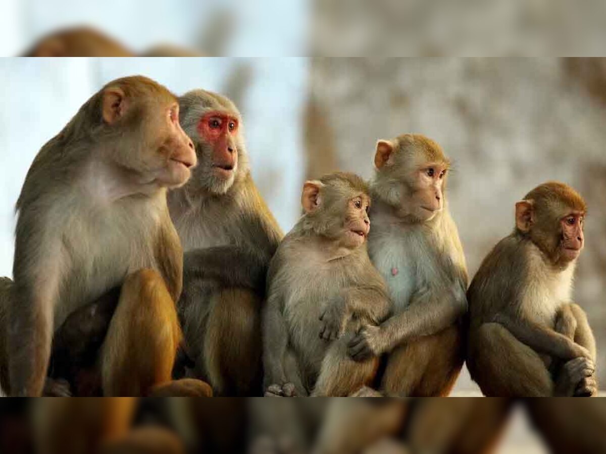 Sri Lanka Monkey: श्रीलंका के 1 लाख बंदरों क्यों खरीदना चाहता है चीन, पकड़ने का खर्च भी उठाने को तैयार