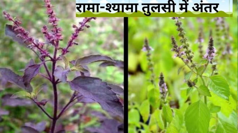 difference between rama shayama tulsi benefits know tulsi plant rules