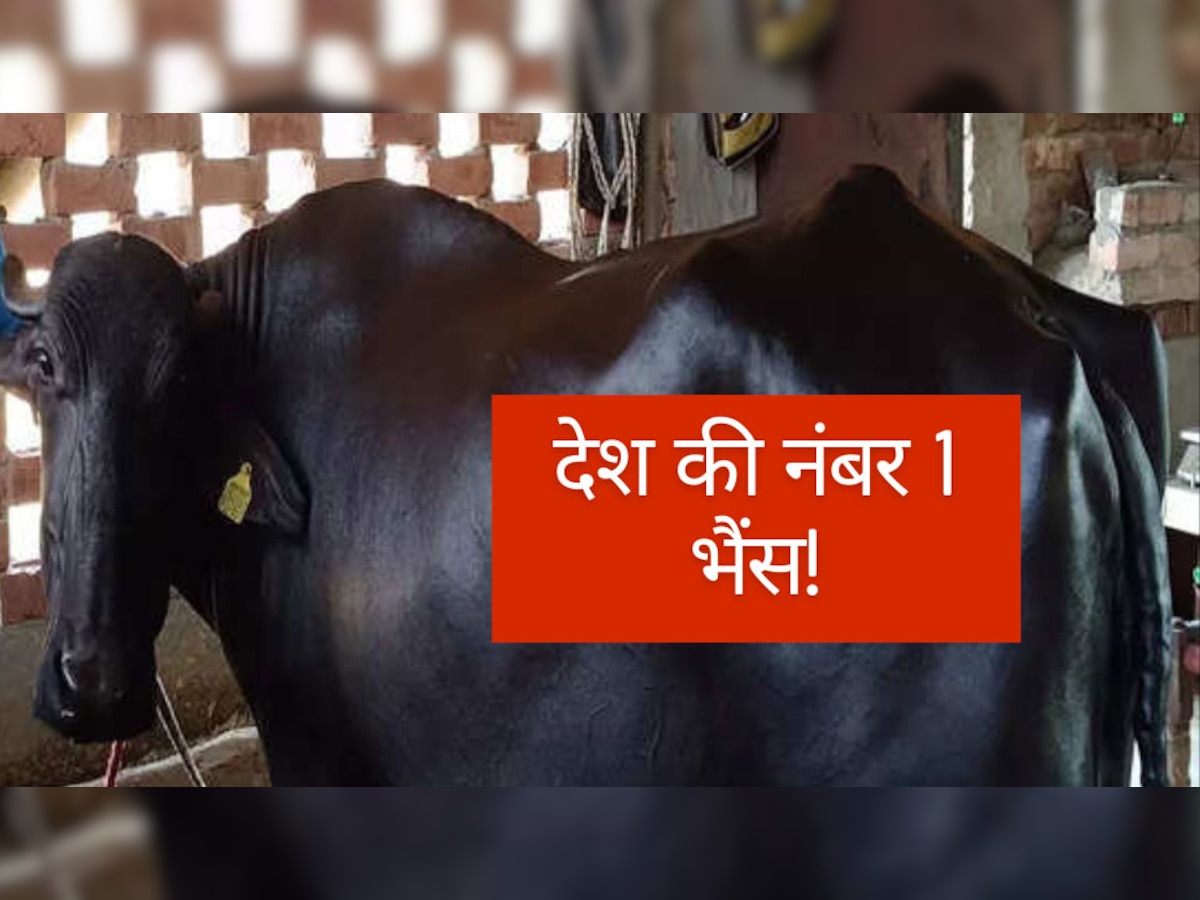 Ganga Buffalo Milk: गंगा भैंस ने बनाया अनोखा रिकॉर्ड! एक दिन में 31 लीटर दूध देकर बनी नंबर 1
