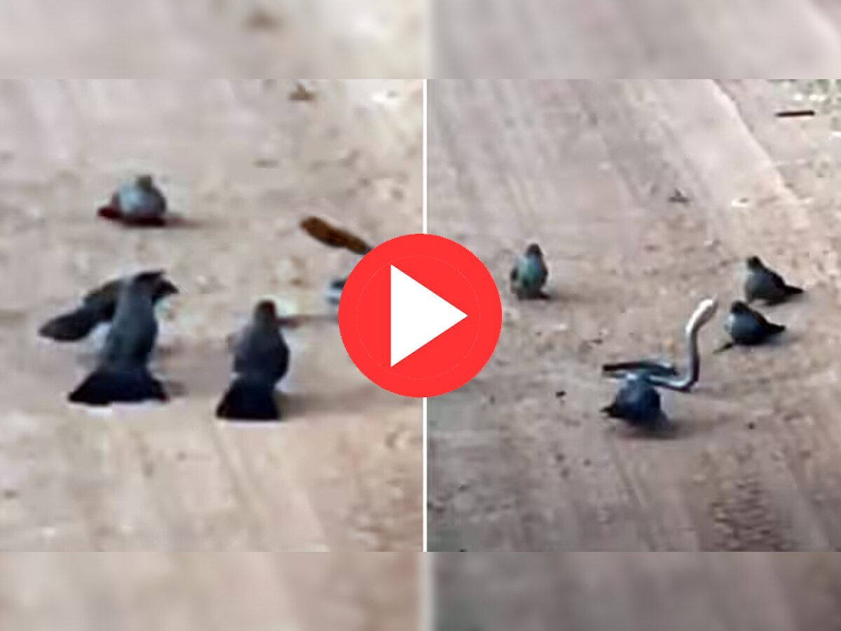Video: चिड़ियों ने घेर कर सांप को सिखाया सबक, वायरल हो रहा अद्भुत वीडियो