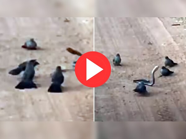 Video: चिड़ियों ने घेर कर सांप को सिखाया सबक, वायरल हो रहा अद्भुत वीडियो