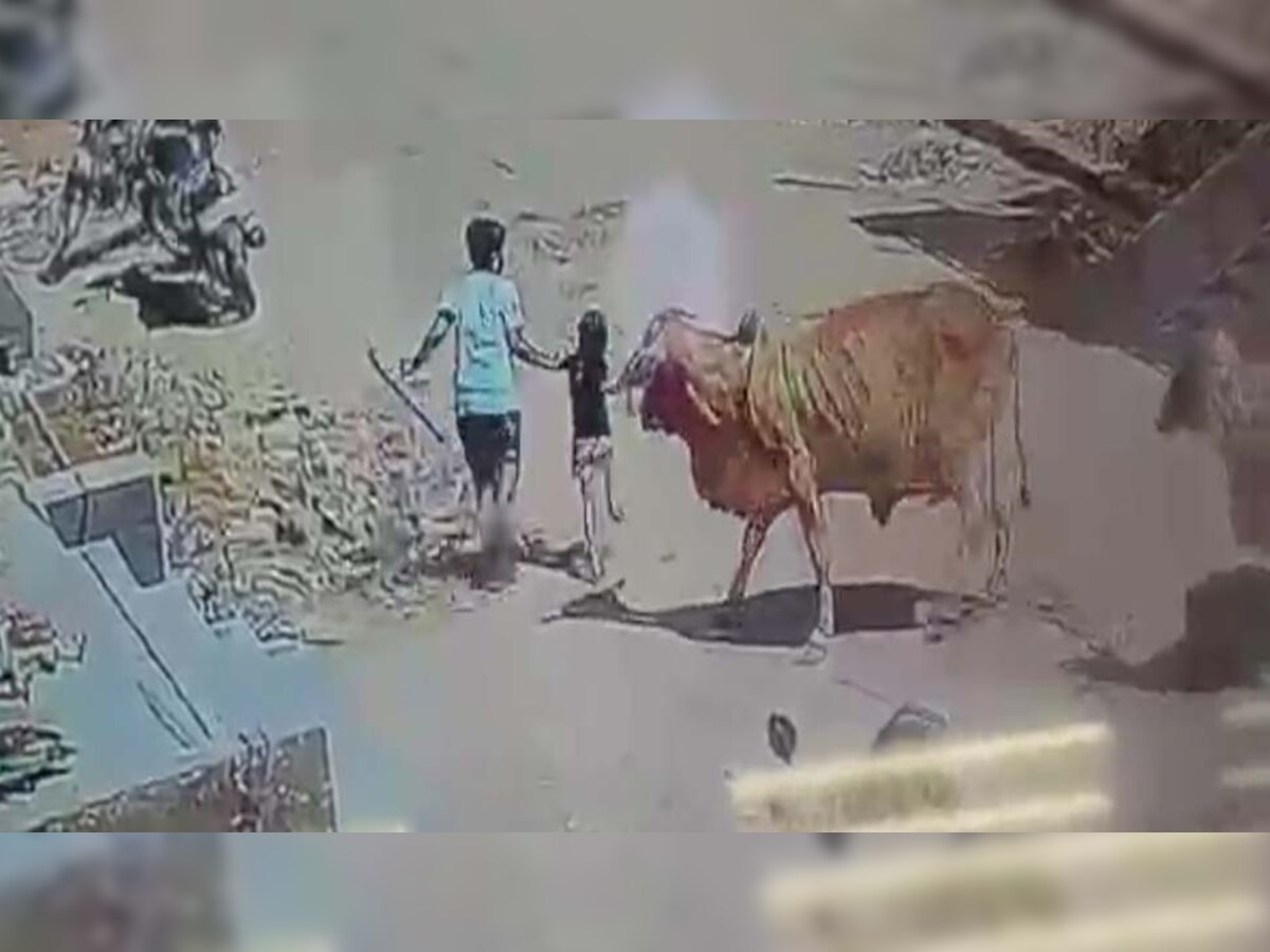 viral video: अनूपगढ़ में गोवंश ने चार वर्षीय बच्ची को कुचला,दुकानदारों ने बचाया,सोशल मीडिया पर वीडियो वायरल