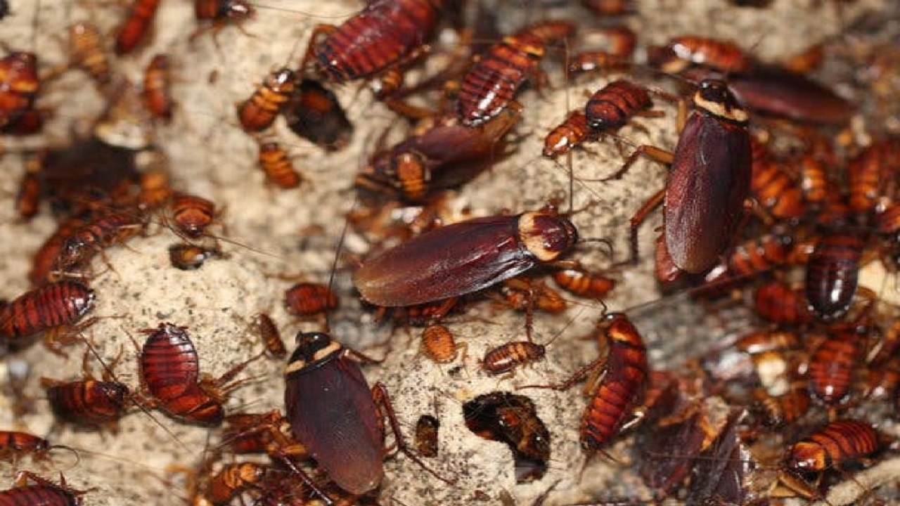 Cockroach Farming: लड़कियों की खूबसूरती निखारेगा कॉकरोच, इस देश ने शुरू किया पालन