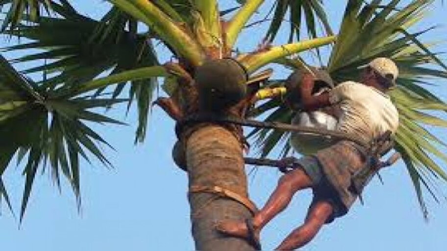 Madhya Pradesh: ताड़ी पीकर मरते थे मर्द, इस बार पुरुष समेत हुई महिला की मौत