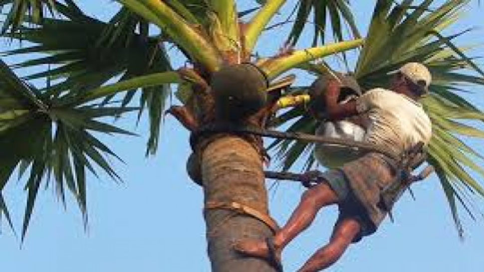 Madhya Pradesh: ताड़ी पीकर मरते थे मर्द, इस बार पुरुष समेत हुई महिला की मौत Madhya Pradesh: ताड़ी पीकर मरते थे मर्द, इस बार पुरुष समेत हुई महिला की मौत