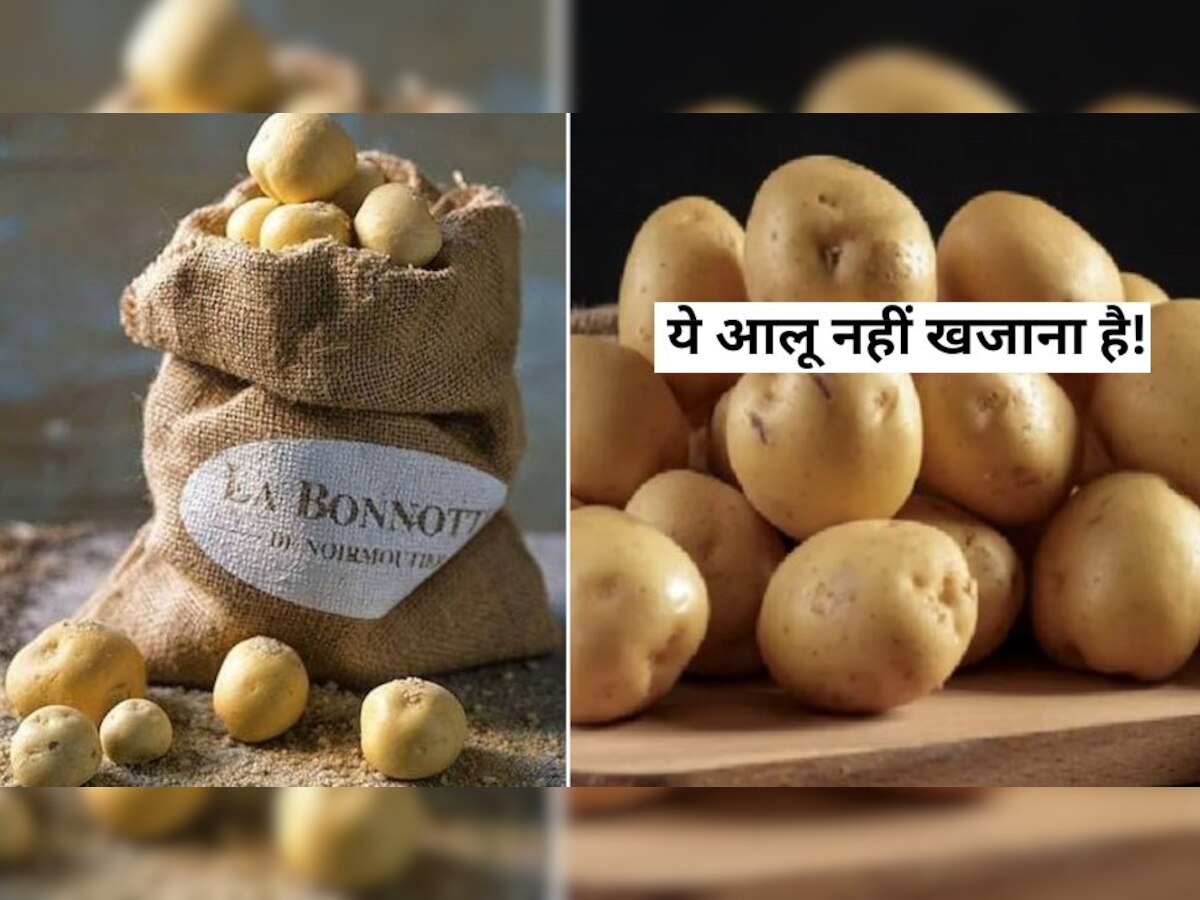 Bonnotte potato rare expensive grown in france price will surprise you दुनिया का सबसे महंगा