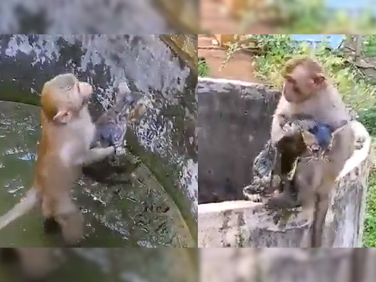 Monkey Saved Kitten: कुएं में फंसे बंदर ने बिल्ली के बच्चे की बचाई जान, देखें वायरल वीडियो