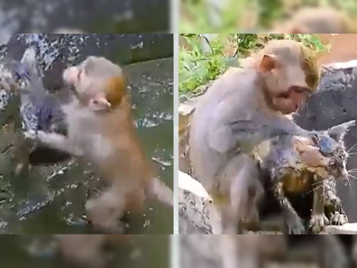 बंदर ने बिल्ली को बचाने के लिए जान की बाजी लगा दी, वीडियो देखकर आपका दिल पसीज जाएगा