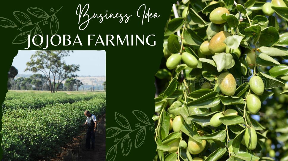 Business Idea Cultivation Of golden fruits Jojoba Farming in indian ...