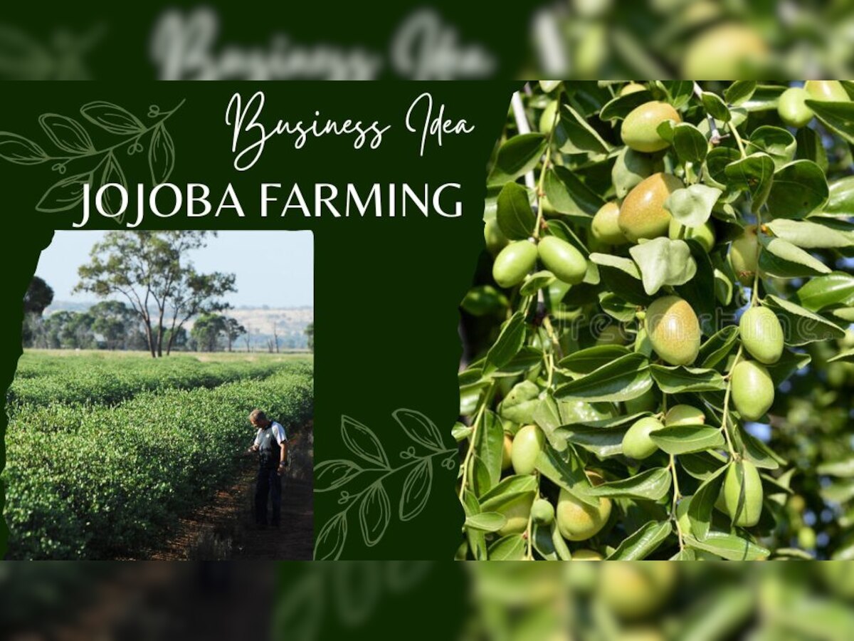 Jojoba Farming: कम मेहनत में लगाएं बंपर मुनाफे वाली फसल, किसानों की कई पीढ़ियों की जेबें भरेगा ये सुनहरा फल