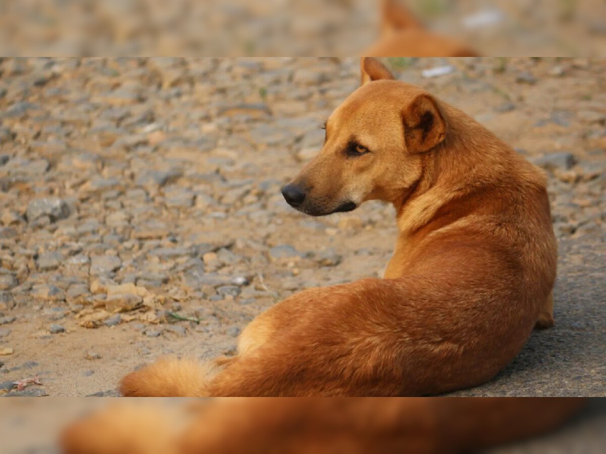 ताज नगरी में कुत्तों का आतंक, रोज 500 लोगों को काट रहे... डर ऐसा कि सड़क पर निकलने से बच रहे लोग