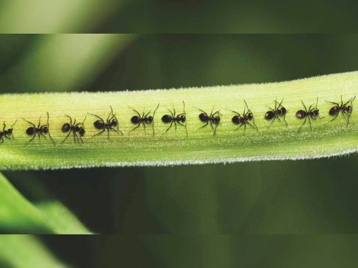 चींटियां हमेशा एक लाइन में क्यों चलती हैं? वजह जान रह जाएंगे दंग