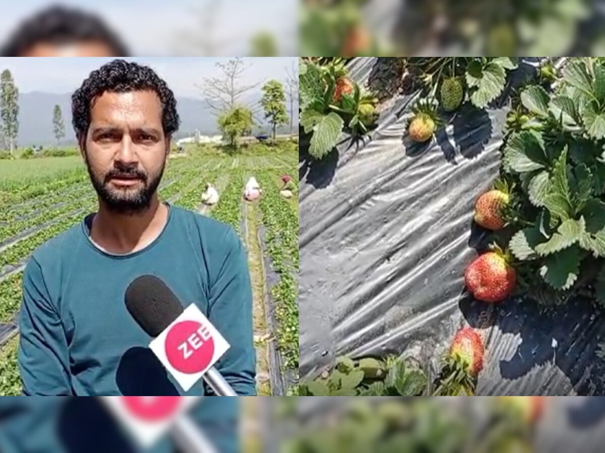 Strawberry Farming: स्ट्रॉबेरी की खेती अच्छी होने के बावजूद किसान क्यों परेशान?   