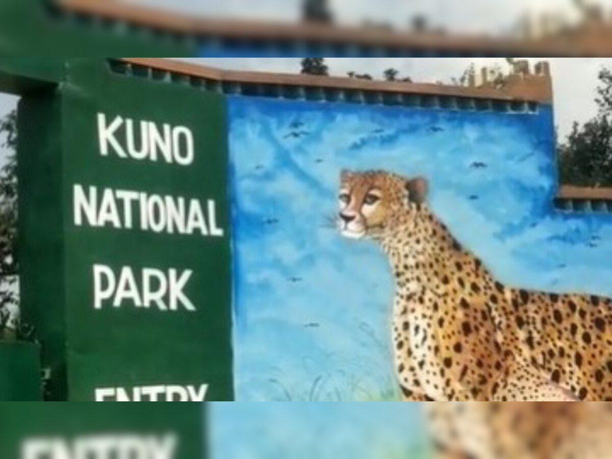 Kuno National Park: साउथ अफ्रीका से लाए गए 12 चीते  बड़े बाड़े में शिफ्ट, जानें कारण