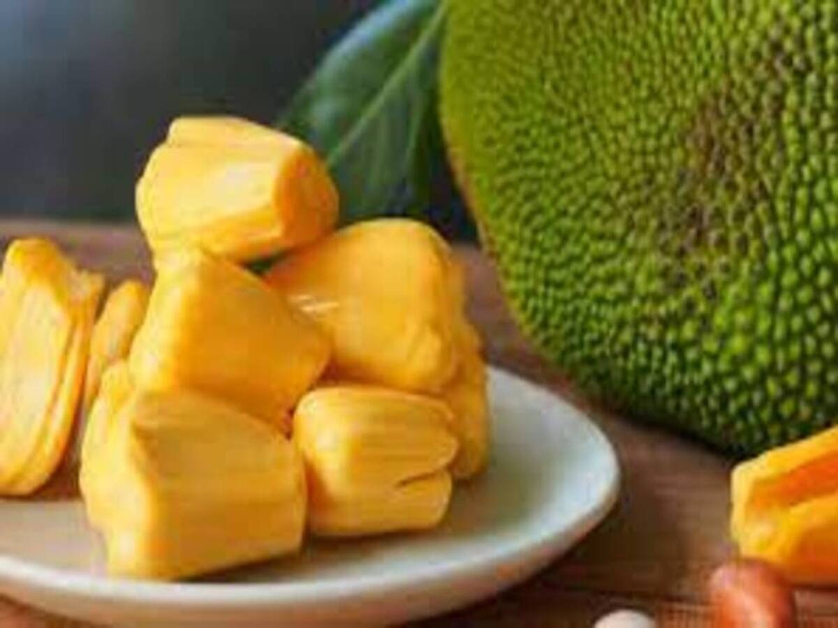 Jackfruit Facts: ଖରା ଦିନେ ପଣସ ଖାଇବା ଠିକ ନାଁ ଭୁଲ? ଜାଣନ୍ତୁ  