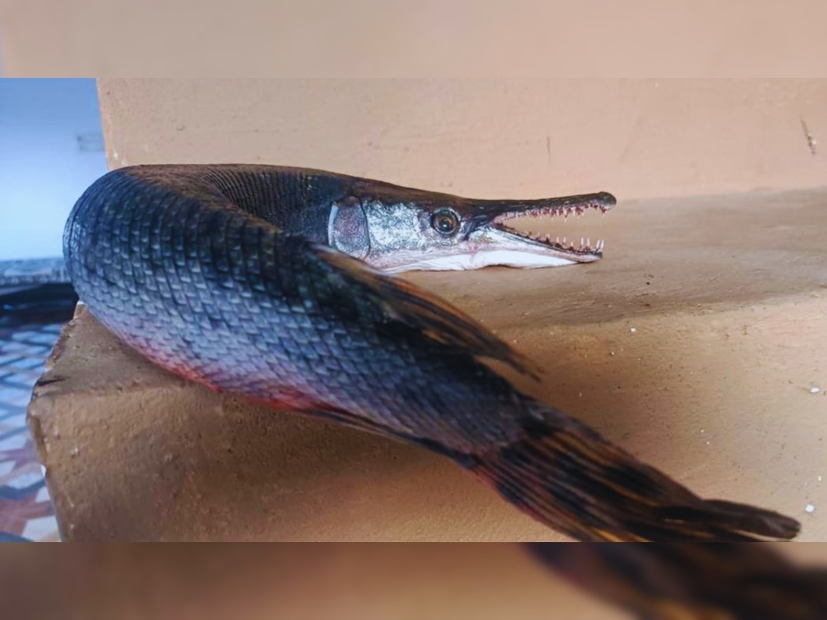 Alligator Gar Fish found in Bhopal