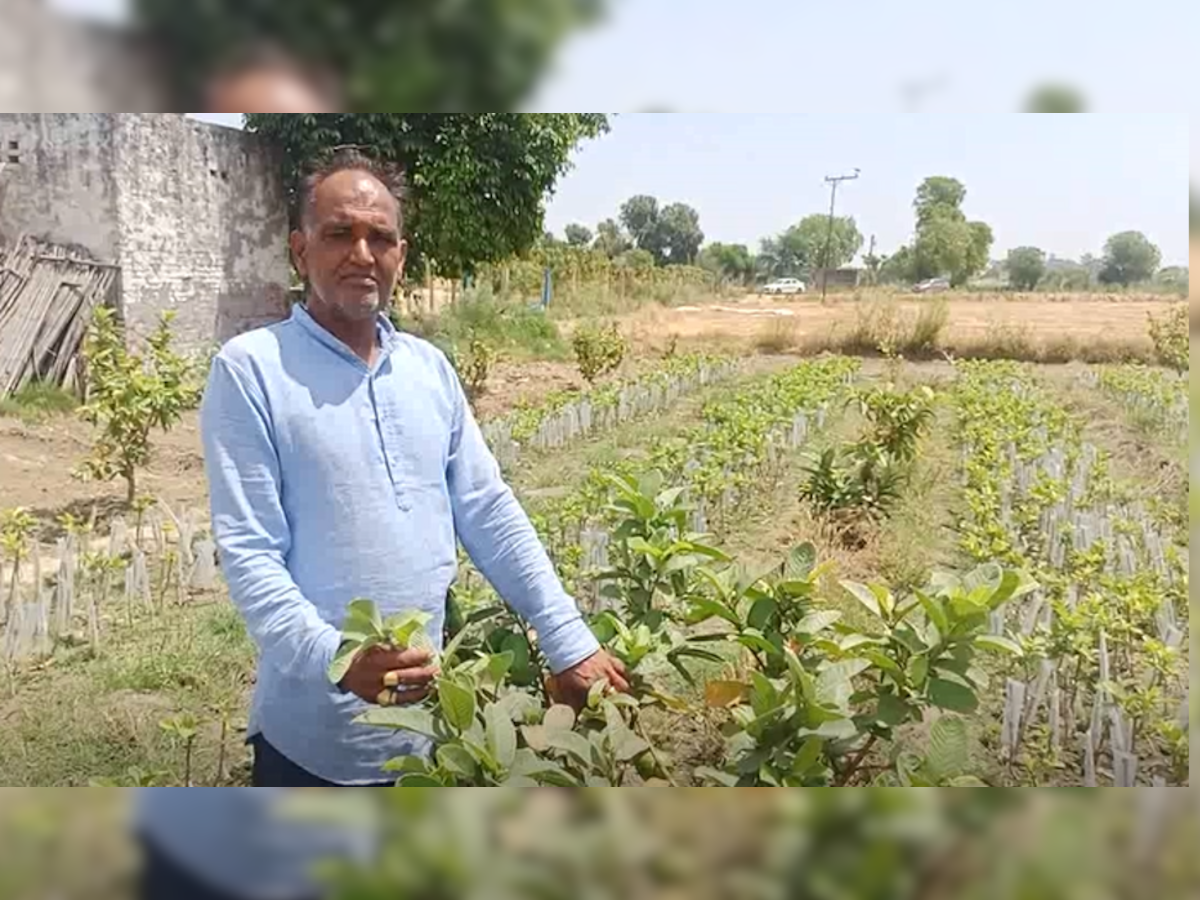 Rohtak: किसान ने इस फसल पर 45 हजार प्रति एकड़ सब्सिडी लेकर कमाए लाखों रुपये