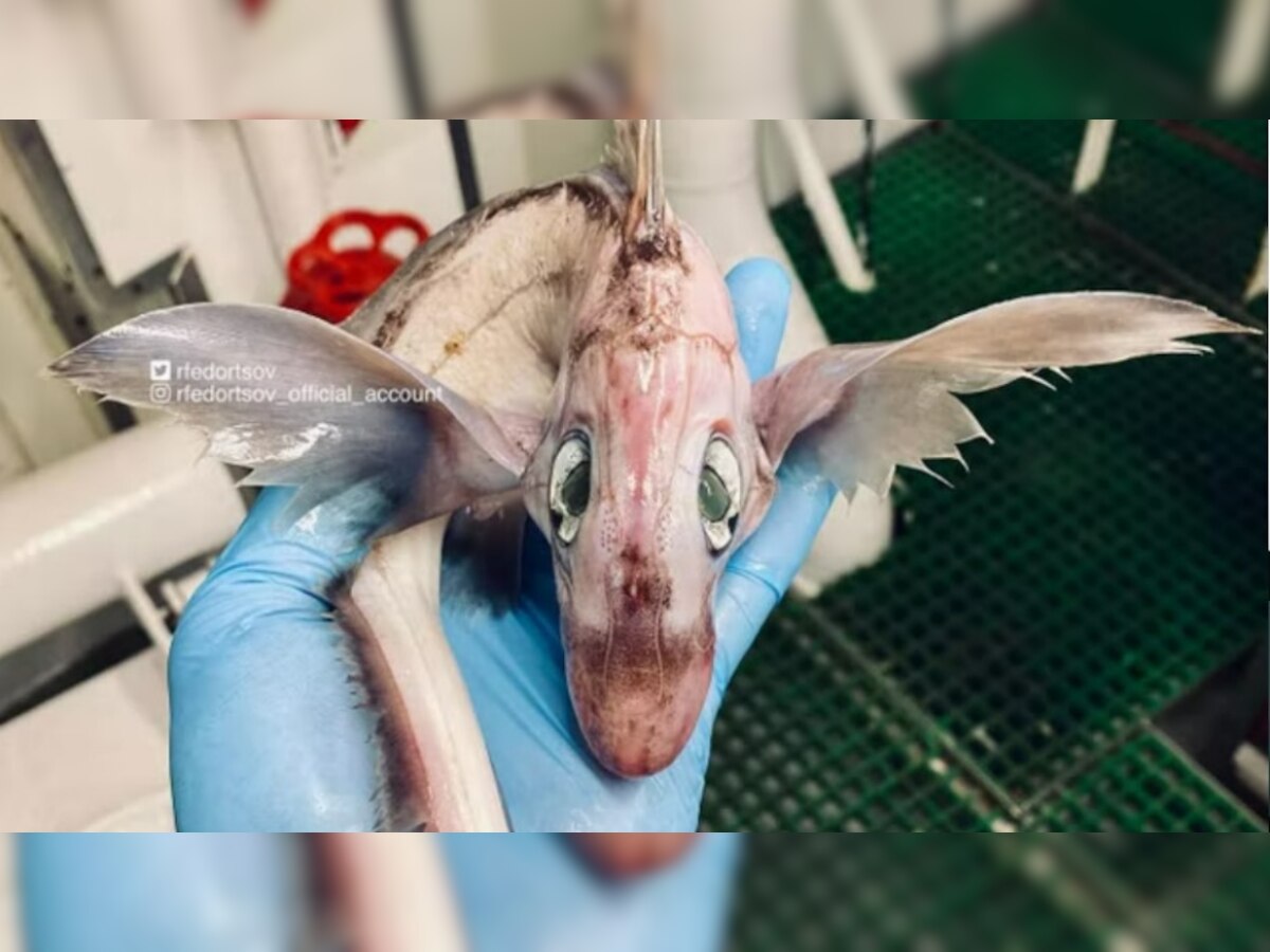 Weird Sea Fish: मछुआरे को मिला पानी का 'दैत्य', देखकर लोगों के भी उड़ गए होश