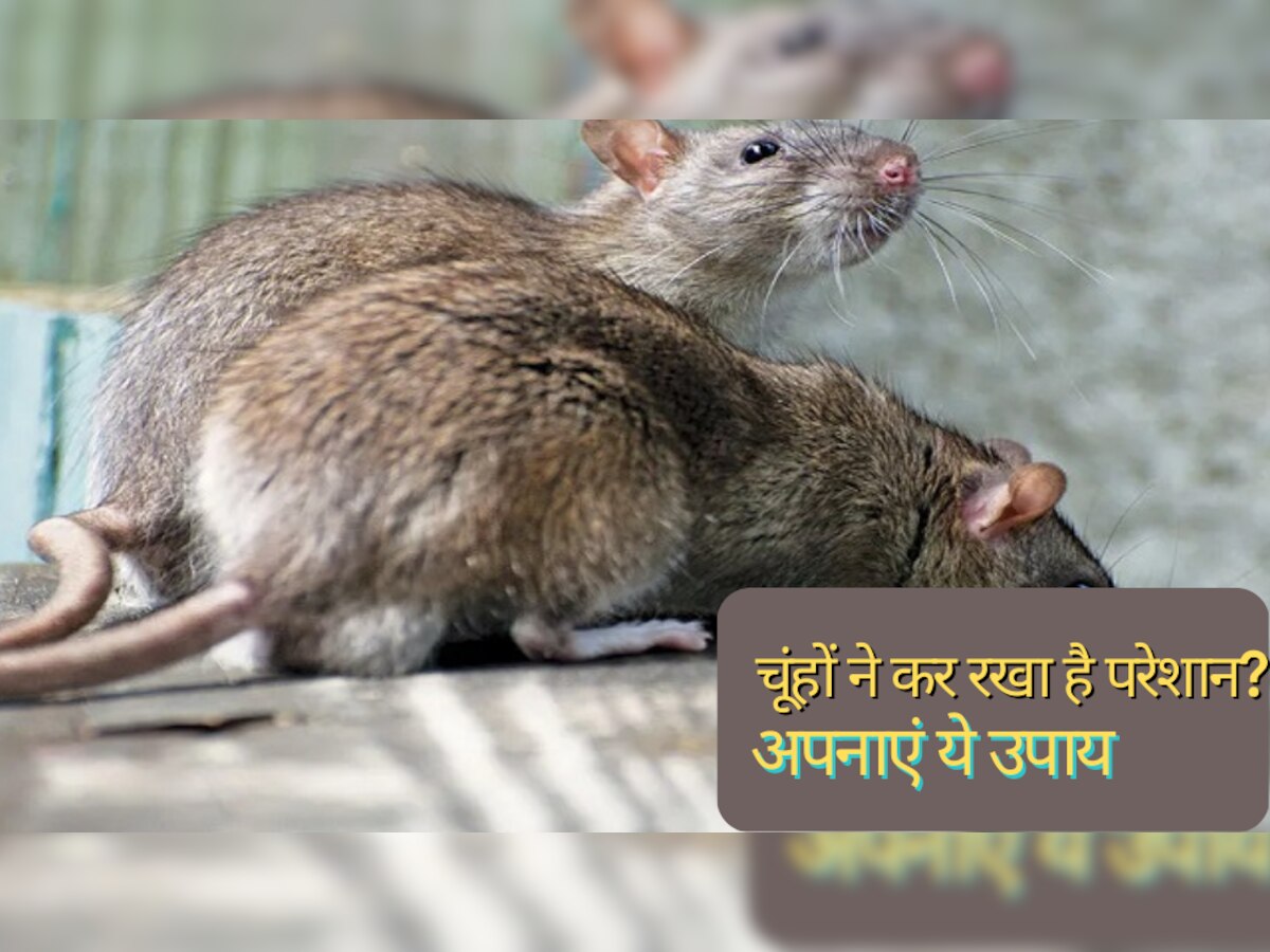 Rats Remedies:  चूहों ने घर में मचा रखा है आतंक? फॉलो करें ये घरेलू उपाय, फौरन गायब हो जाएंगे माउस