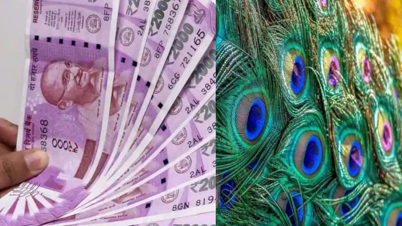 peacock feather Vastu Tips mor pankh ke totke Importance of Peacock