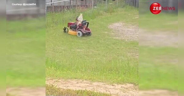 dog cut the grass of the lawn with the machine user gave shocking ...