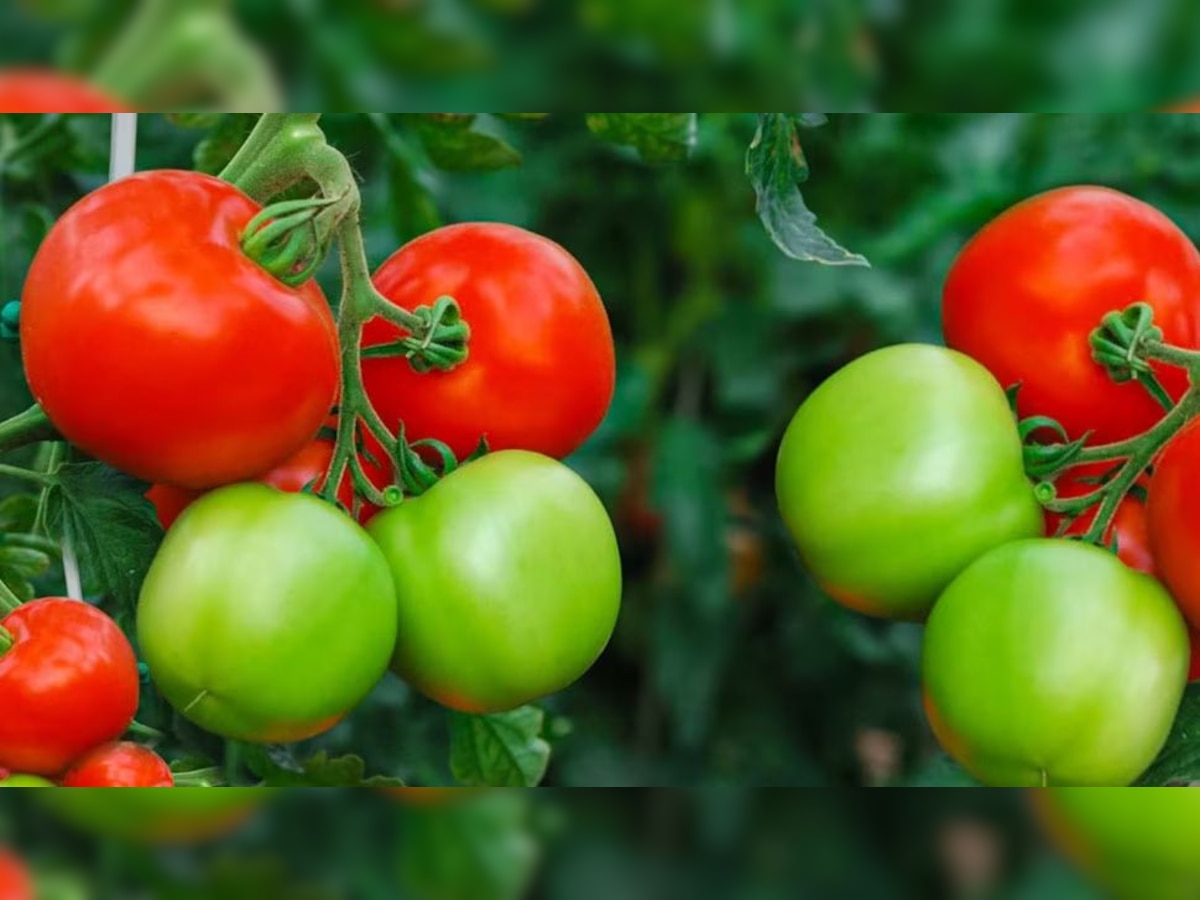 Red Tomato and Green Tomato