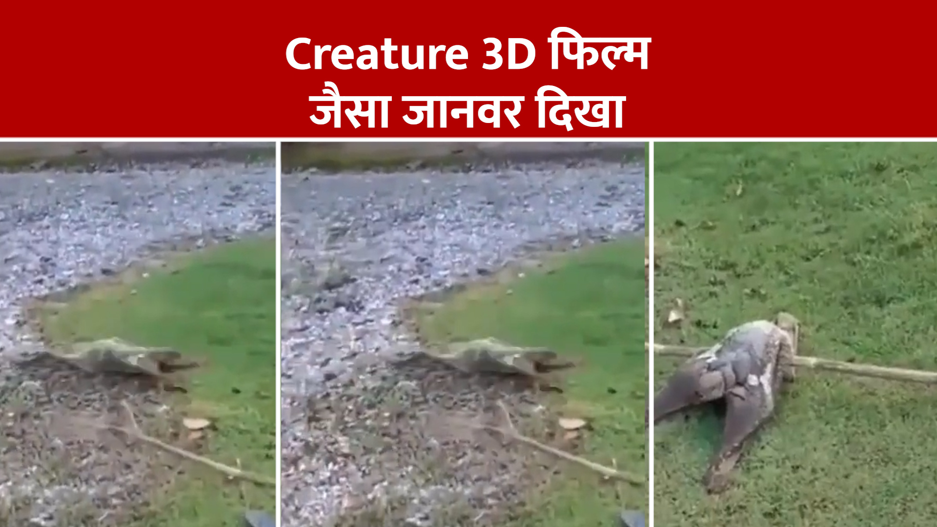 Creature 3D film like weird animal spotted went viral on internet watch ...