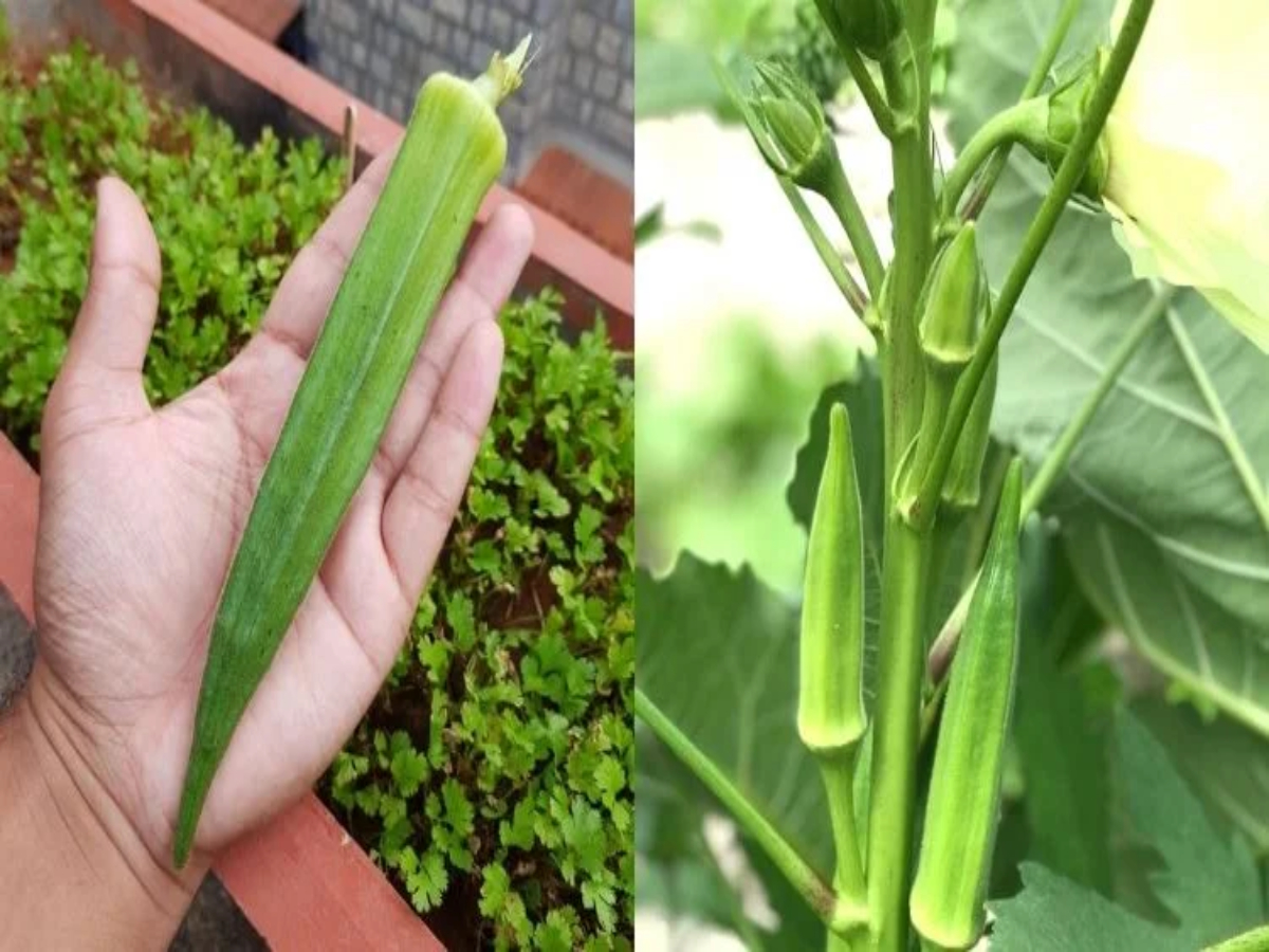 Lady Finger Benefits Bhendi Ra Labha Add The Bhindi Benefit To Your ...