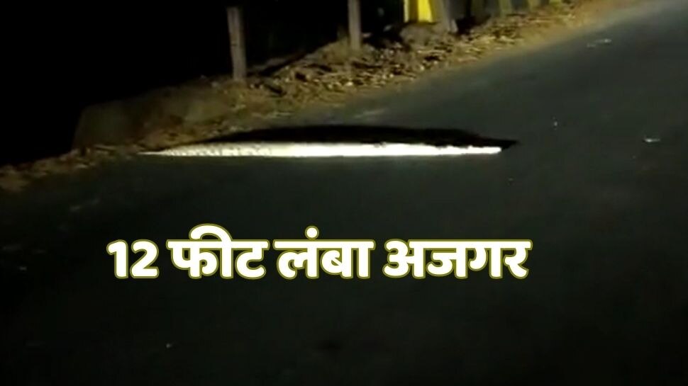 12 feet long python came out like an emperor in dark watch viral video ...