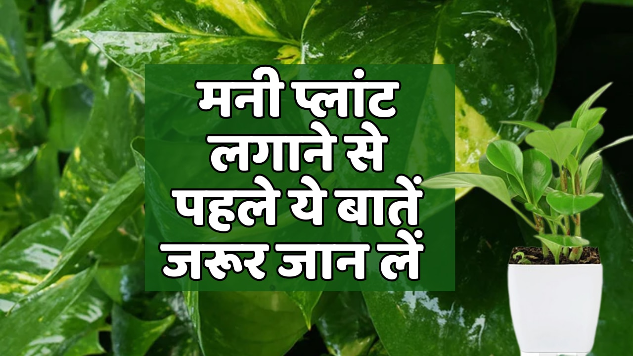 Vastu Tips Before Planting A Money Plant At Home Or Office You Must Know These Things Vastu 2767