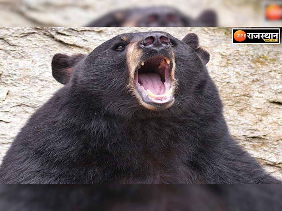 अलवर न्यूज: सरिस्का में लाया गया नर भालू, पर्यटन को मिलेगा बढ़ावा