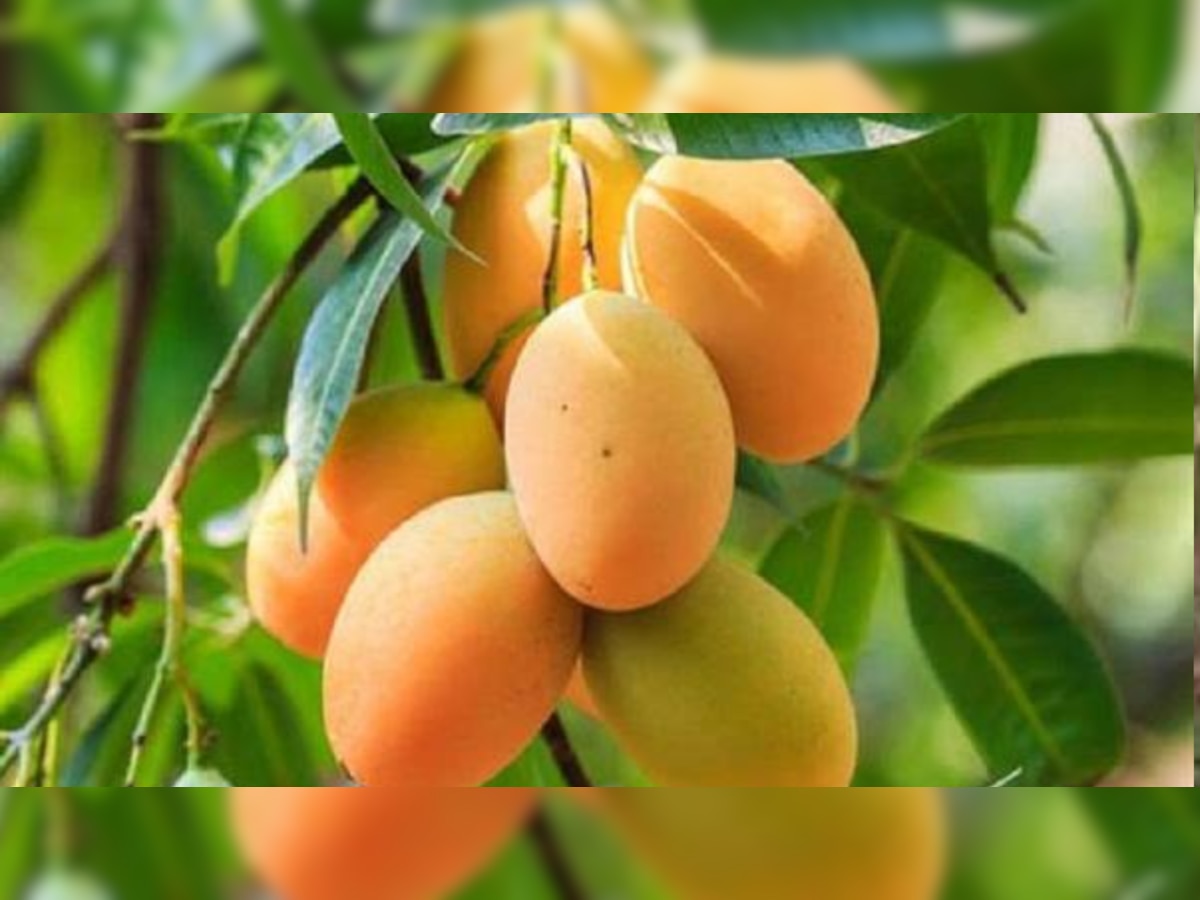 Famous Varieties Mangoes India Rewa Sundarja Mango Quality Know All Variety Aam Of Madhya