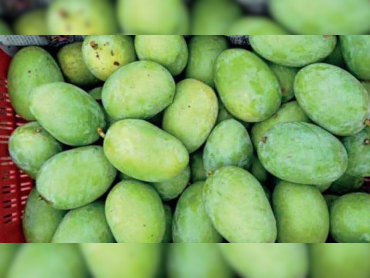 Famous Varieties Mangoes India Rewa Sundarja Mango Quality Know All Variety Aam Of Madhya