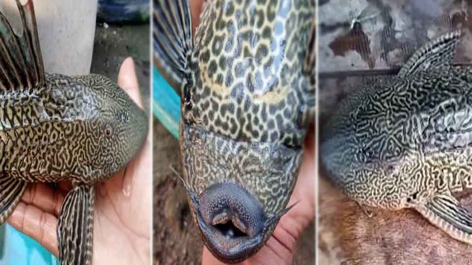 Janjgir champa four eyed fissh cat fish amazon river fish america found ...