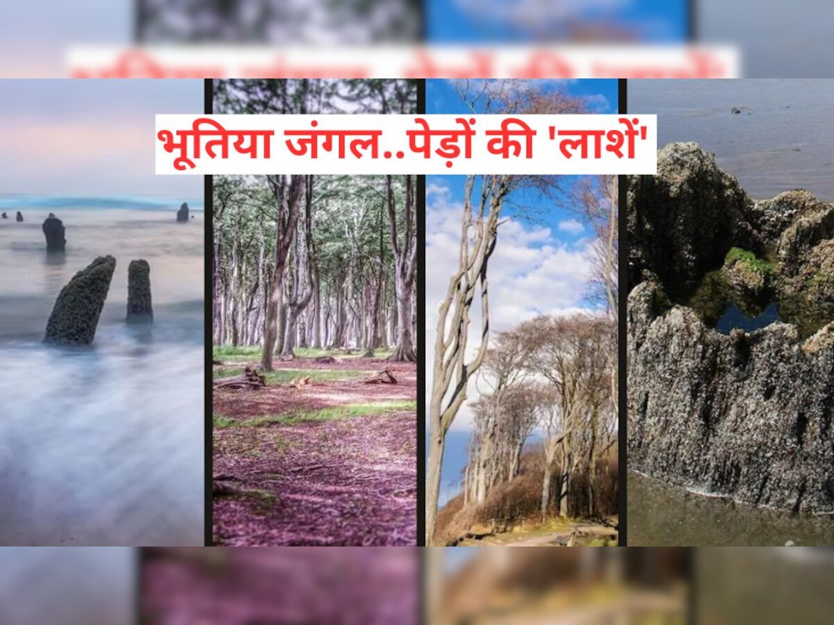 Climate Change ने पेड़ों को 'लाश' बना दिया, दुनिया में बढ़ रहे भूतिया जंगल..अब क्या होगा?