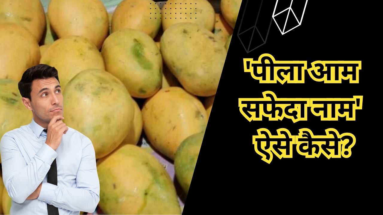 How did the yellow colored mango become white Know the story behind ...